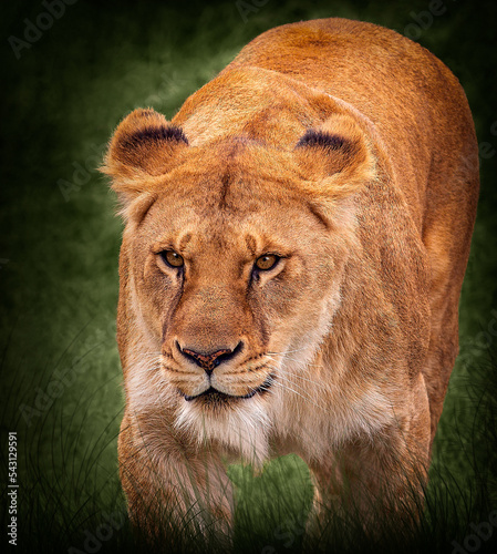 portrait of a lioness walking in the grass