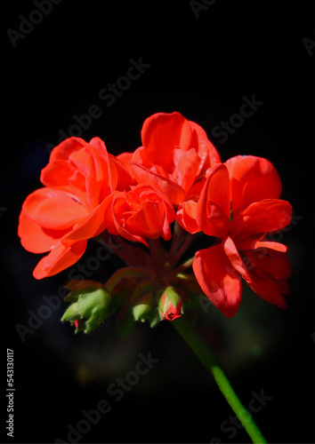 A red geranium with black background. © Sharon