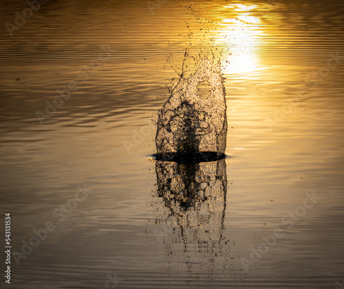 Splash in the sunset lake