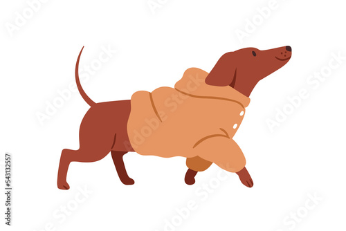 Cute happy dog in warm costume. Dachshund doggy going, wearing winter clothes. Funny puppy walking in canine apparel, hoody for cold weather. Flat vector illustration isolated on white background