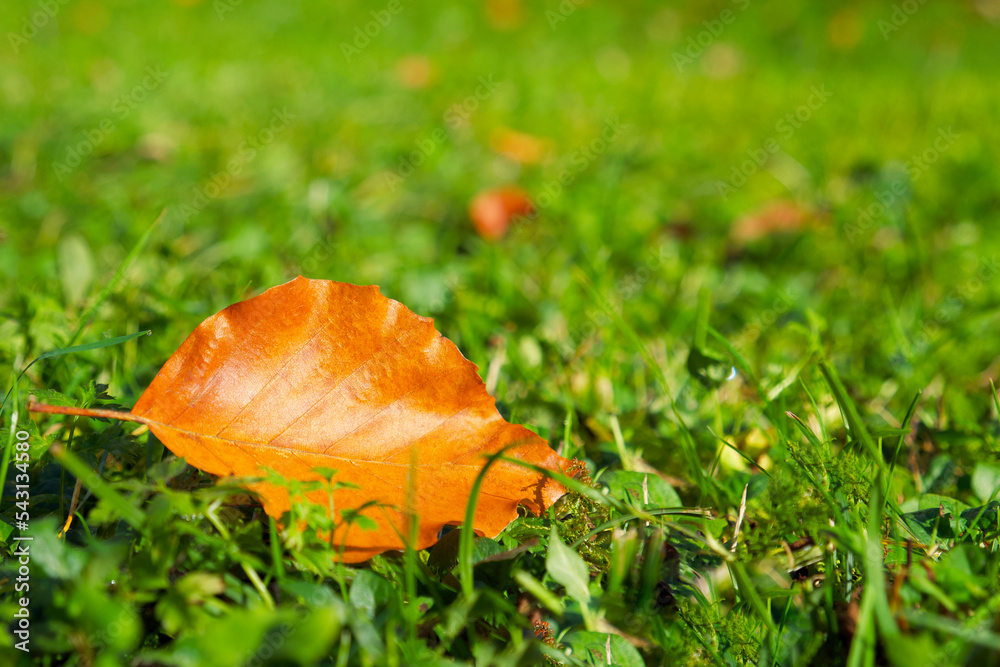 Autumn season. Close-up of an golden leaf on the green grass background Autumn season. Close-up of an golden leaf on the green grass background