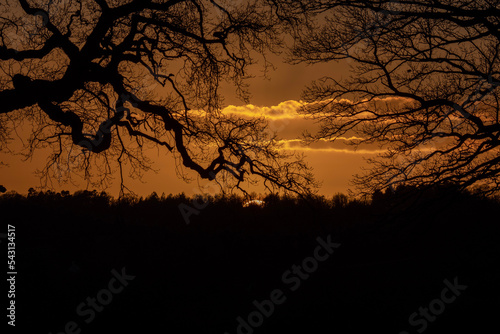 silhouette of a tree