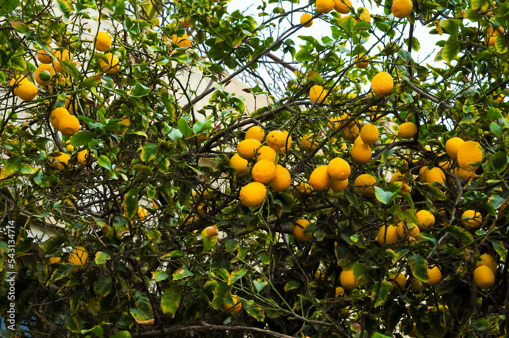 Harvest of lemons on a plantation in the garden. Citrus trees with