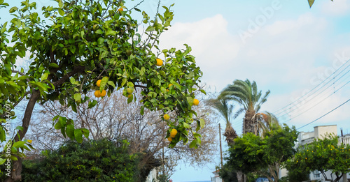 Harvest of lemons on a plantation in the garden. Citrus trees with tangerines and lemons. Ripe fruits of lemons and oranges on the branches of a tree. Gardening in Cyprus.