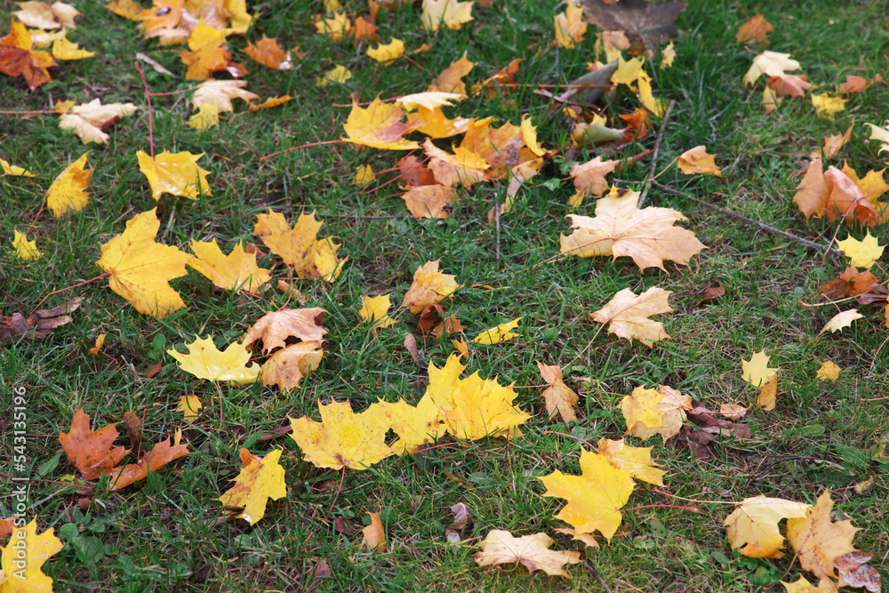黄色い落ち葉と芝生ヨーロッパ StockFoto Adobe Stock