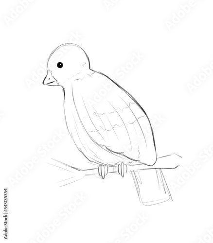 Bird on a twig sketch, black and white illustration