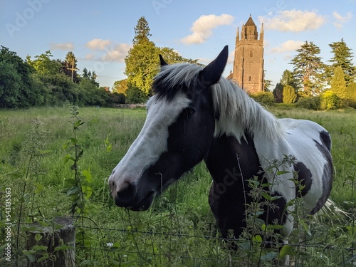 horse in the field