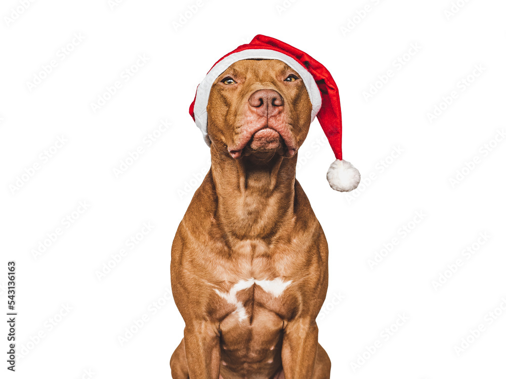 Lovable, pretty puppy and Santa Claus Hat. Close-up, indoors. Day light, studio shot. Isolated background. Congratulations to loved ones, family, relatives, friends and colleagues