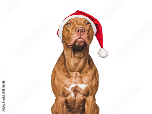 Lovable, pretty puppy and Santa Claus Hat. Close-up, indoors. Day light, studio shot. Isolated background. Congratulations to loved ones, family, relatives, friends and colleagues