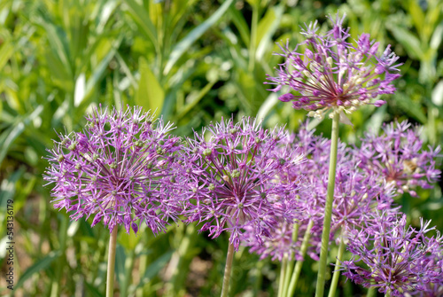 Ail  Allium jesdianum   Akbupak 