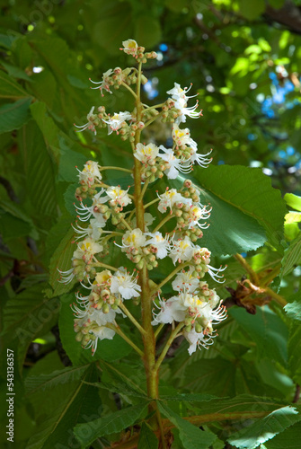 Marronnier, Aesculus hippocastaneus photo