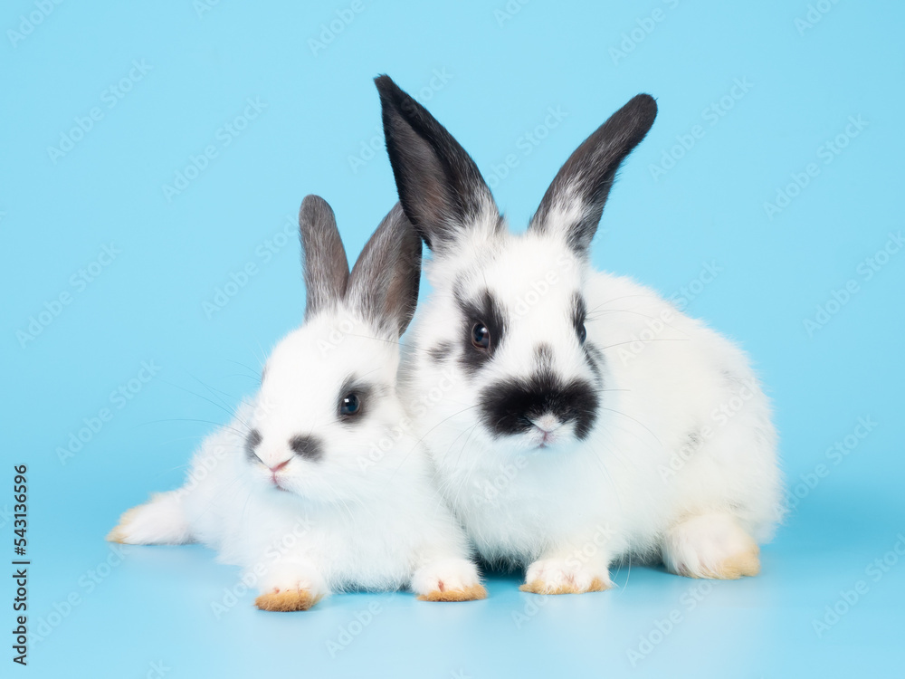 Fototapeta premium Two baby white and black dot rabbit sitting on blue background. Lovely action of rabbit.