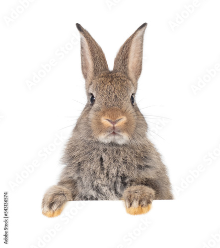 Head and face of gray rabbit looking over a signboard on white background.