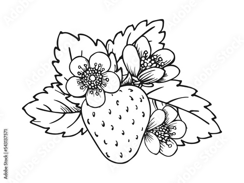 Whole ripe strawberry coloring book page. Flowering bush with single berry flowers and leaves. Wild forest berries. Tasty sweet fruit. Realistic juicy strawberries black white hand drawn sketch