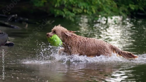 Wallpaper Mural Goldendoodle Dog with Ball in Mouth Running Out of Water in Slow Motion - tracking shot Torontodigital.ca