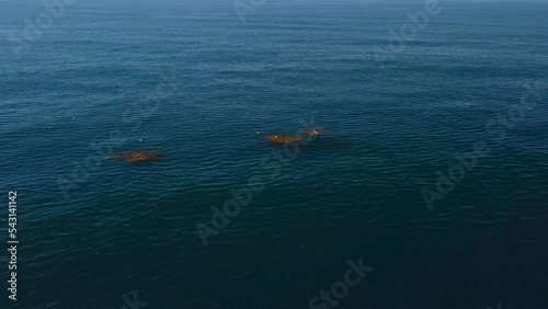 drone view flying up to orange patties with birds on them photo