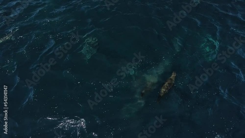 dolphins and sea lions swimming with each other, done view photo