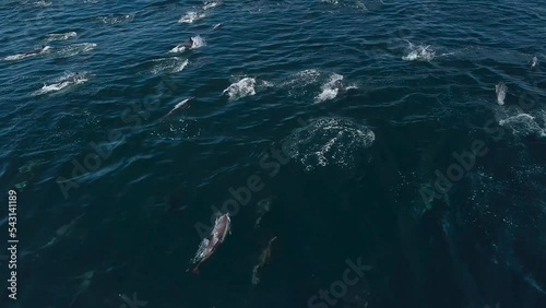 drone view of big dolphin pod photo