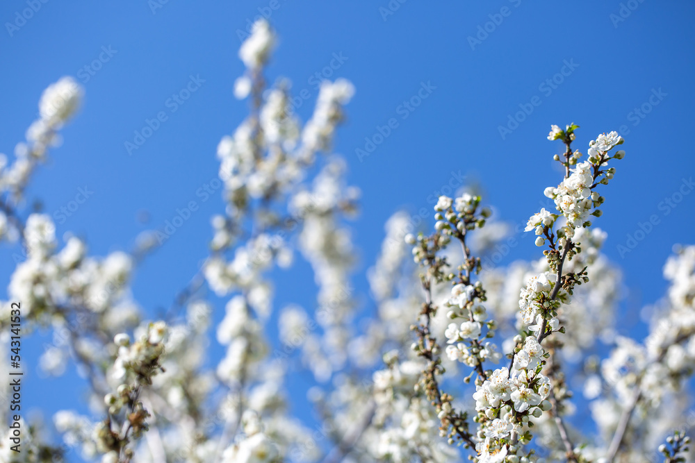White flowers bloom in the trees. Spring landscape with blooming sakura tree. Beautiful blooming garden on a sunny day. Copy space for text. White flowers bloom in the trees. Spring landscape with blooming sakura tree. Beautiful blooming garden on a sunny day. Copy space for text.