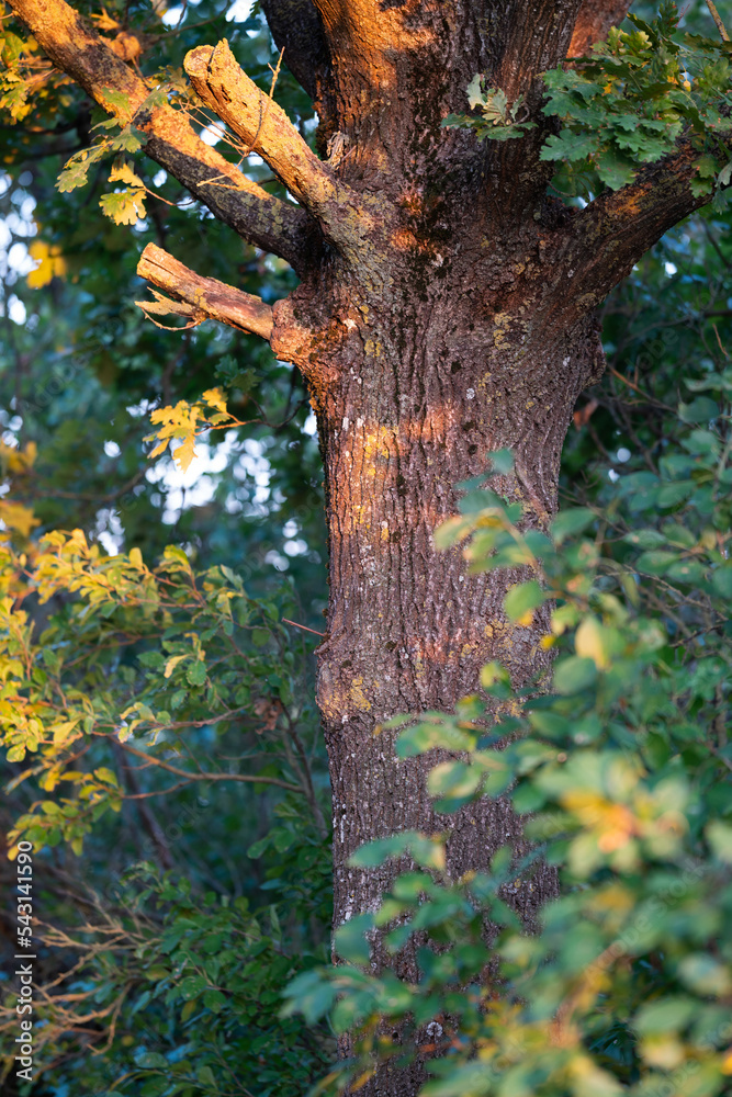 tree in the forest tree in the forest