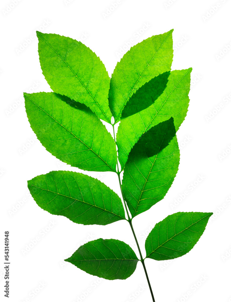 branch of green bush with green leaves isolate branch of green bush with green leaves isolate