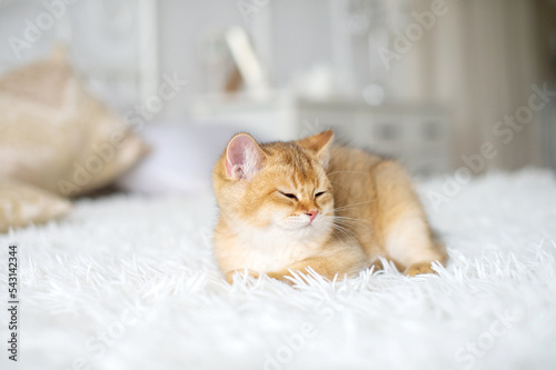 A small red-haired British kitten is lying in a room on a white blanket with his eyes closed