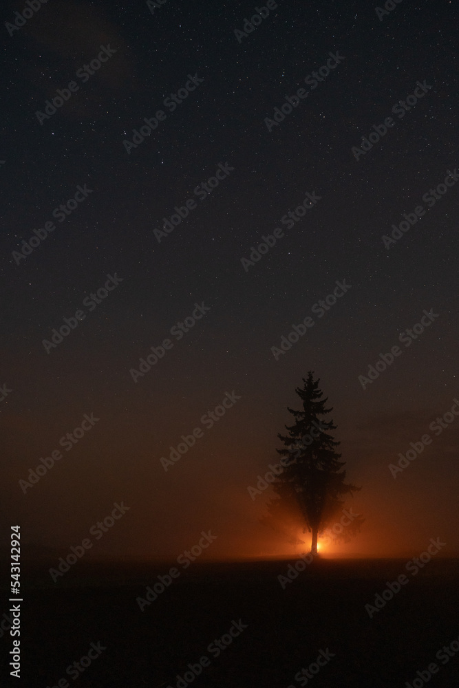 Naklejka premium spurce on night