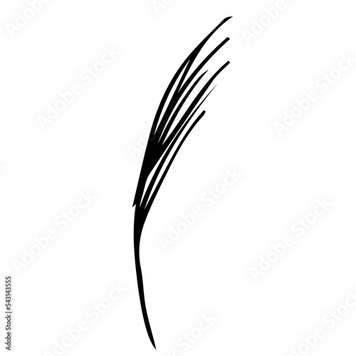 Doodle dry grass. Wild dry herbal pampass. Flower head plumes Vector illustration