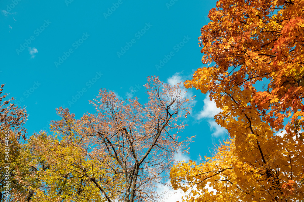Autumn golden season look up. Maple tree branches with yellow leaves on blue sky with clouds, autumnal natural forest background