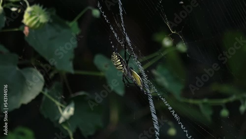 Argiope (spider) eat a butterflies
(Anthocharis gruneri) in the forest of Agra Uttar Pradesh India, 2022
 photo