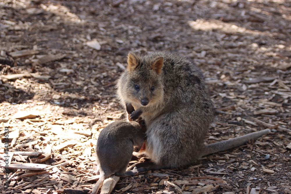 Quokka (Setonix brachyurus), Rottnest Island, Western Australia. Quokka (Setonix brachyurus), Rottnest Island, Western Australia.