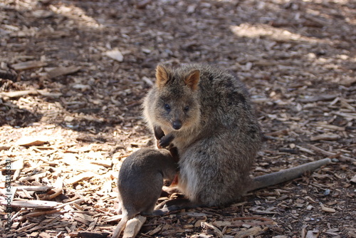 Quokka (Setonix brachyurus), Rottnest Island, Western Australia.