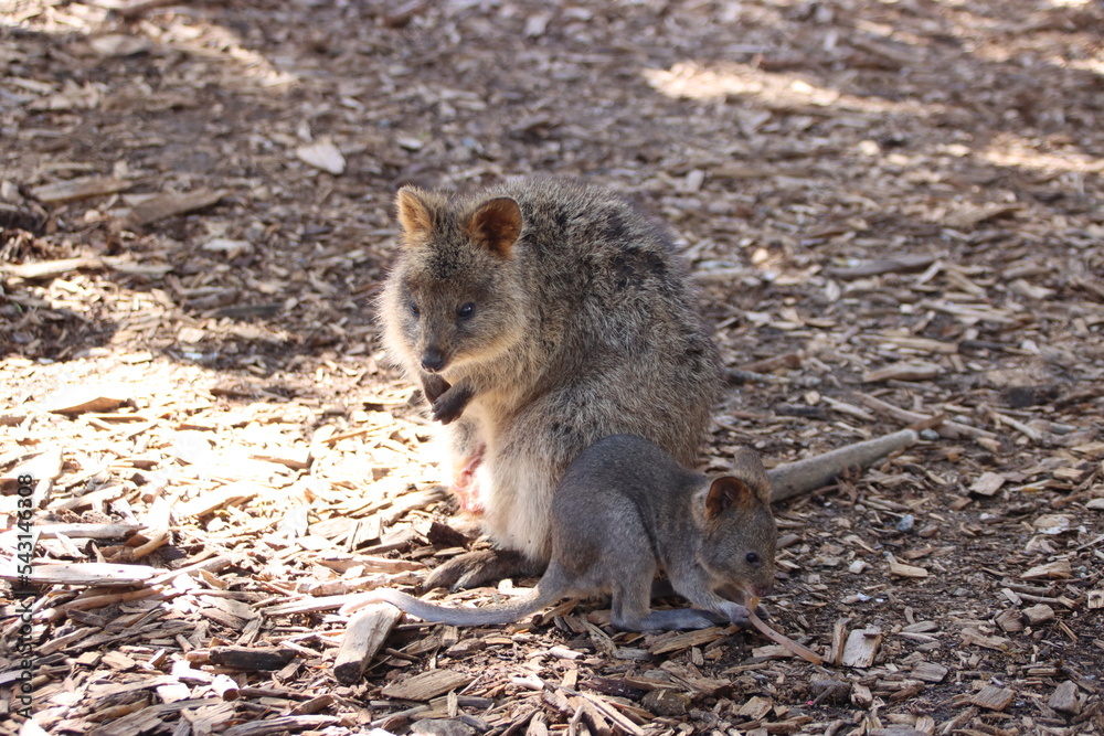 Quokka (Setonix brachyurus), Rottnest Island, Western Australia. Quokka (Setonix brachyurus), Rottnest Island, Western Australia.