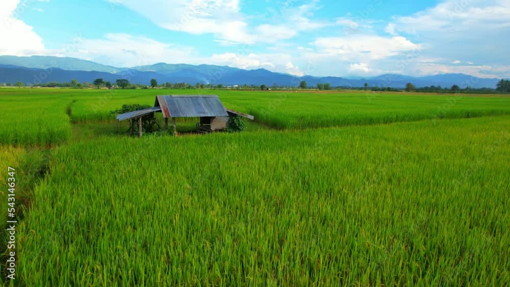 Aerial video of drones flying over rice fields and beautiful landscapes (Chiang Mai Province, Thailand). mountains in the background. Fresh green scenery. nature background. 4k
