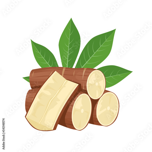 Vector illustration, cassava root (Manihot esculenta, also known as manioc) and leaves, isolated on white background, as a banner, poster or national tapioca day template.