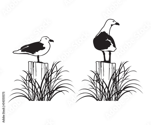 Möwen auf einer Buhne mit Seegras