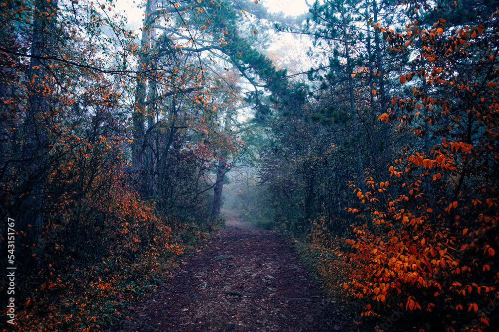 Obraz premium path In misty autumn forest