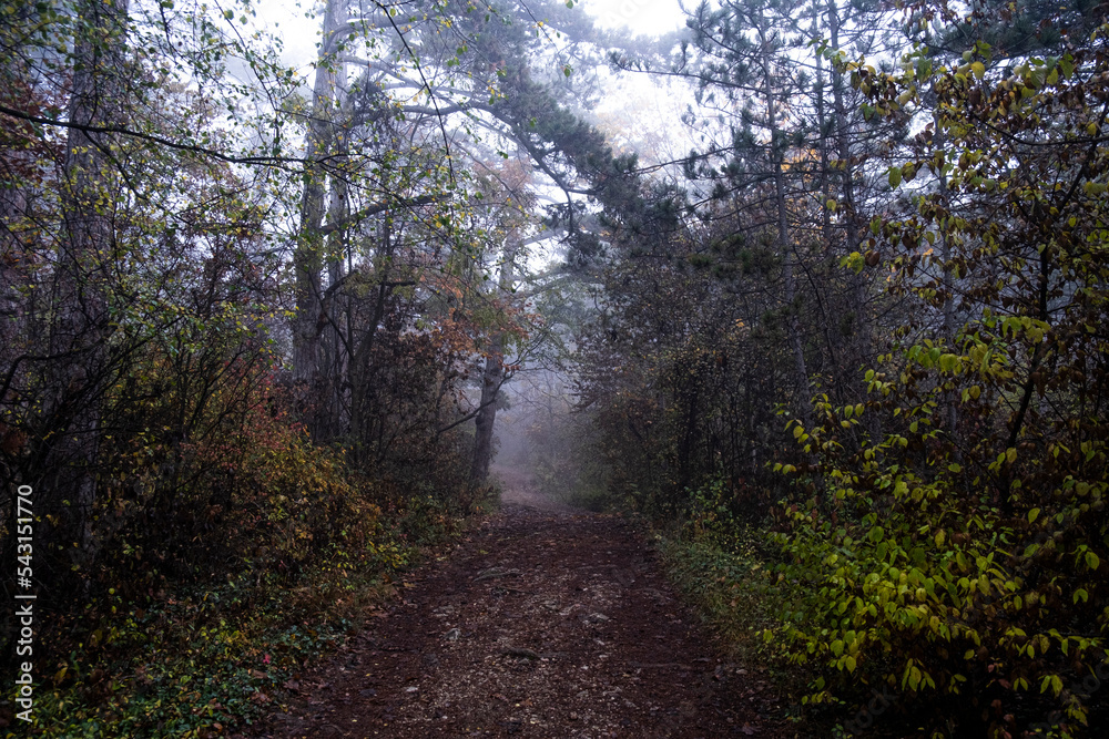 path In misty autumn forest