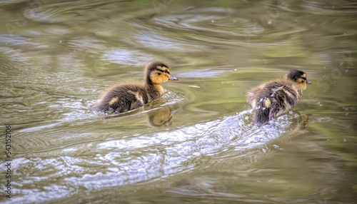 Couple of fluffy mallard ducklings floating in the water photo