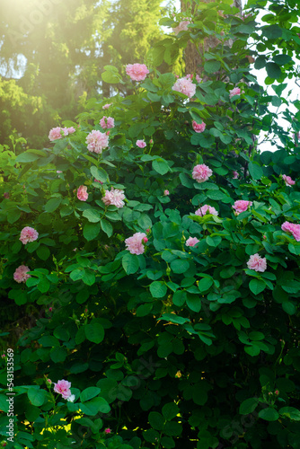 Vertical photo of a green garden bush with pink rosehip. Pink roses on a tall bush in the park.