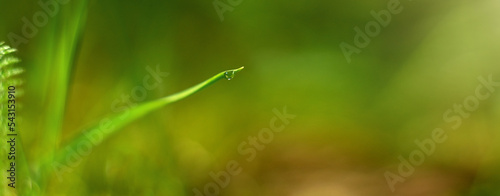Canvastavla A transparent dewdrop on the green tip of a blade of grass