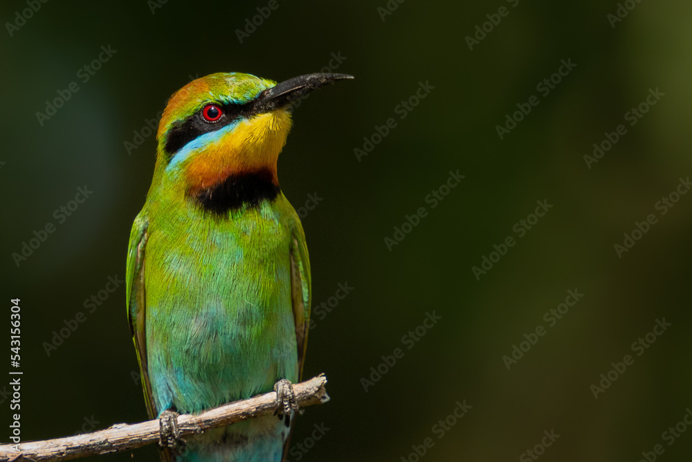 Fototapeta premium bee eater perched on a branch