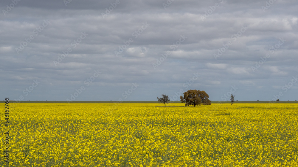 Canola field with trees under a cloudy sky