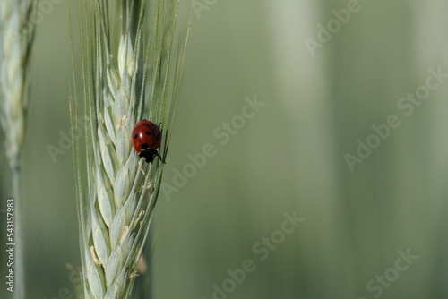 Close up of a ladybug in nature