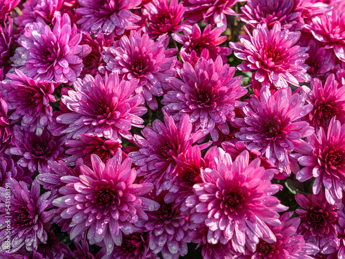 Young beautiPink chrysanthemum flower blooming in the garden photo