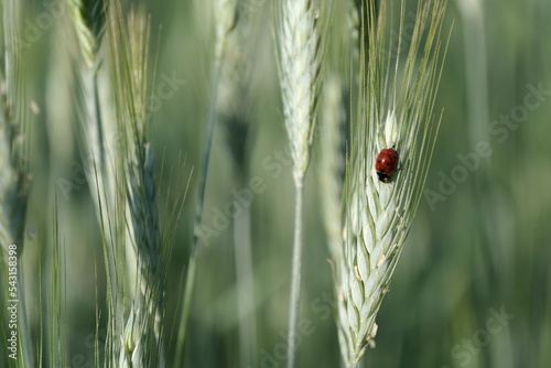 Ladybug on the rye plant in nature