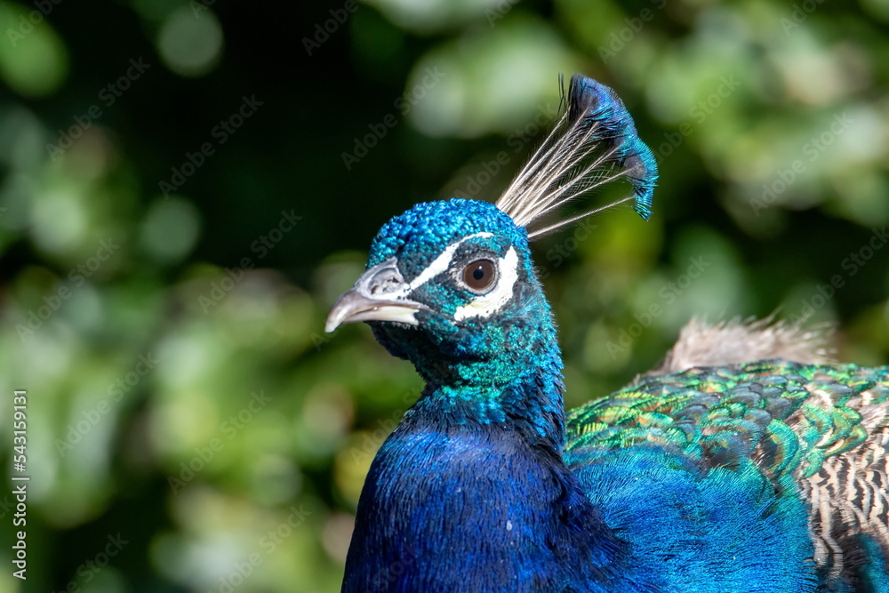 Obraz premium Pfau