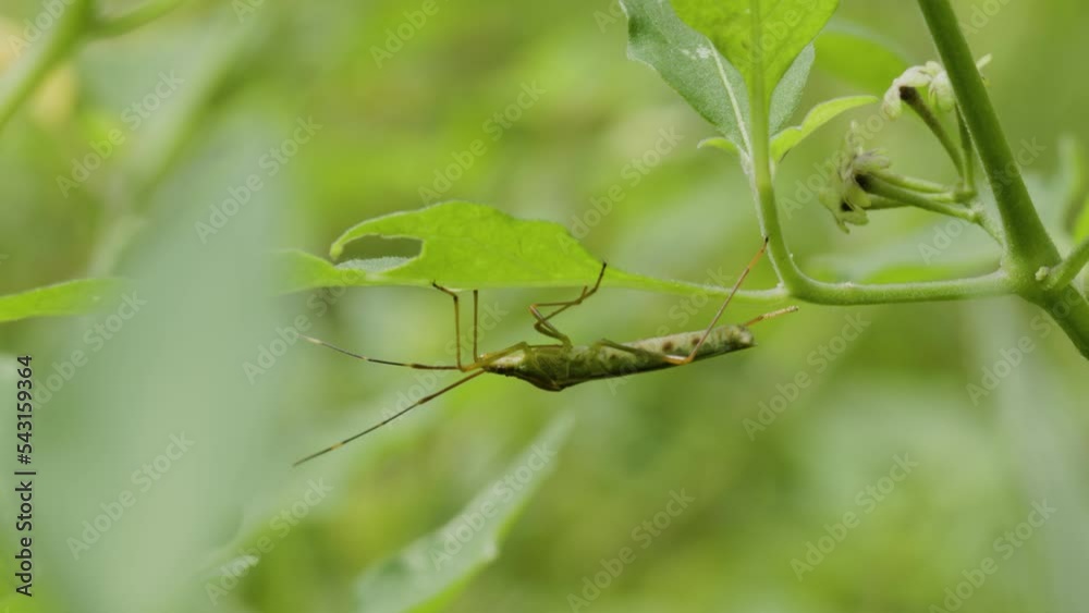 A Rice Ear Bug with a flat body is perched under a leaf of weeds A Rice Ear Bug with a flat body is perched under a leaf of weeds