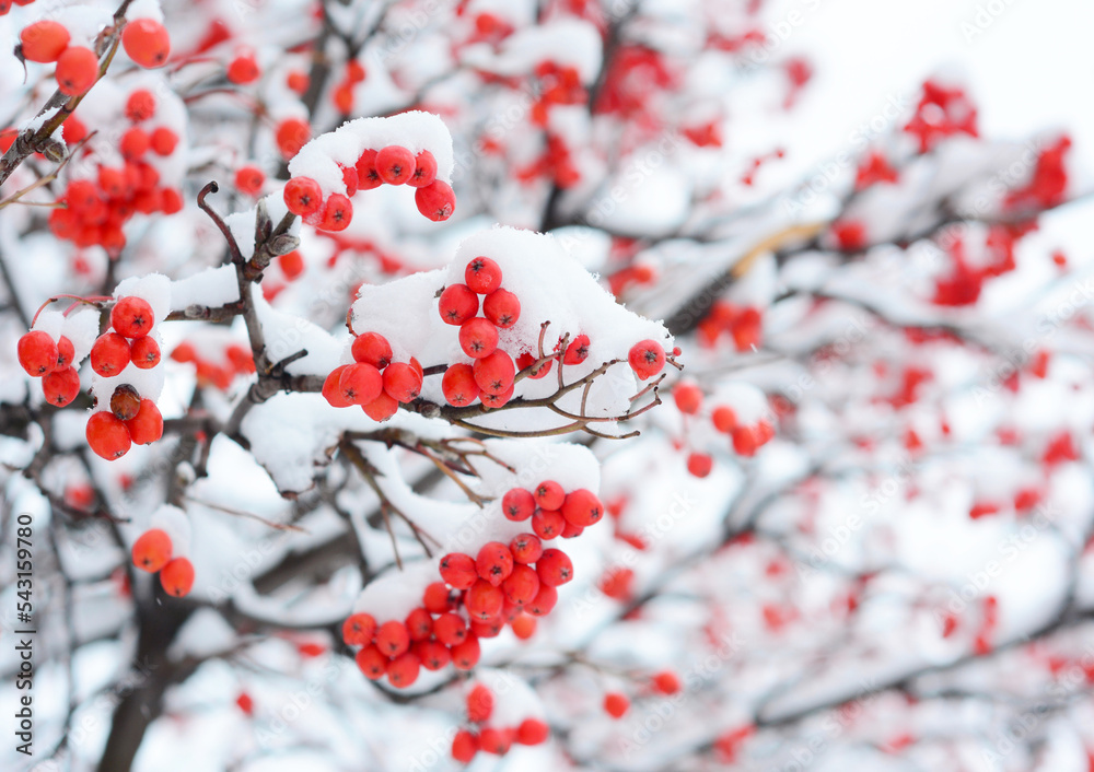Rowan berries covered snow. Sorbus aucuparia, commonly called red rowan coverd snow close up. Close up on rowan snow image. Rowan berries covered snow. Sorbus aucuparia, commonly called red rowan coverd snow close up. Close up on rowan snow image.