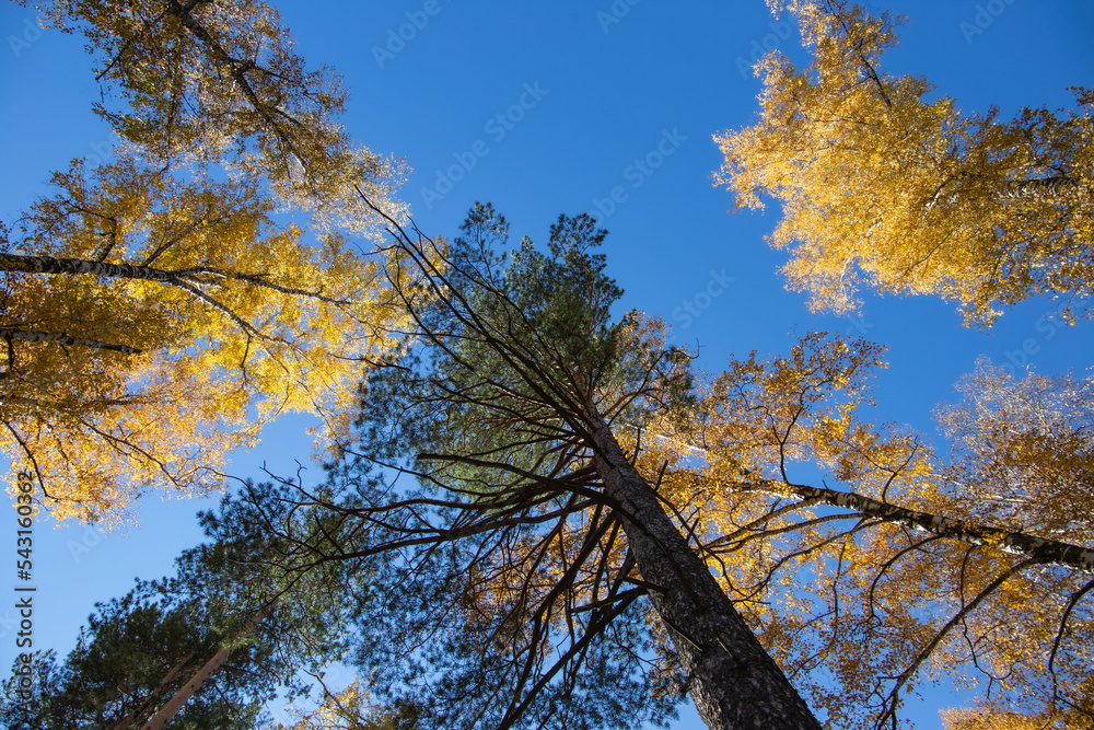 Fototapeta premium autumn forest in the rays of the sun before sunset